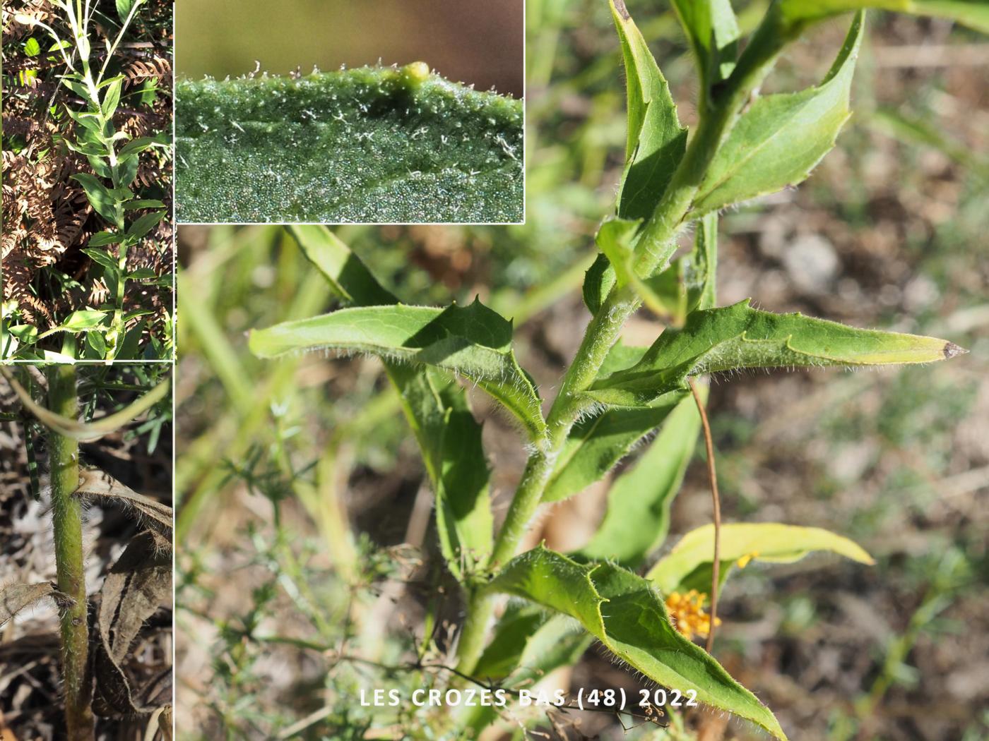 Hawkweed,(virgultorum) leaf